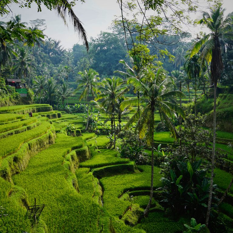 bali11
