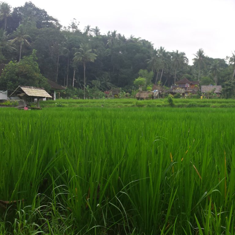 bali2