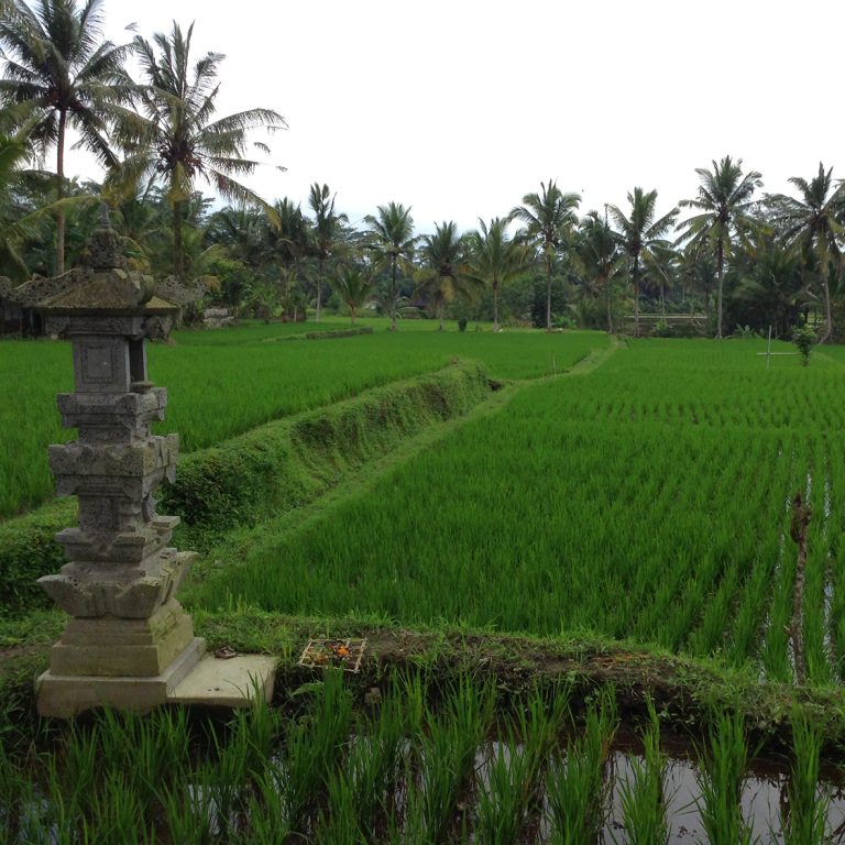 bali5